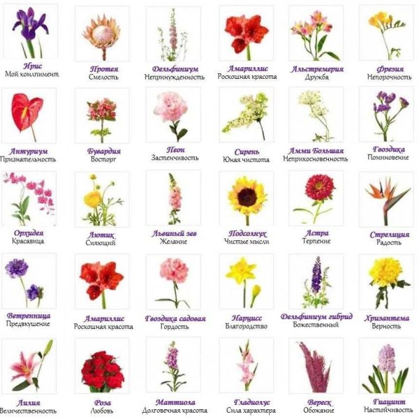 Садовая гвоздика (Dianthus caryophyllus)