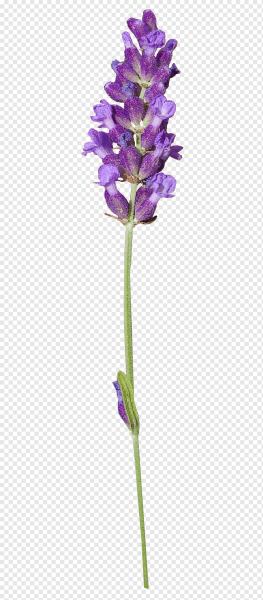 Длинные цветы
