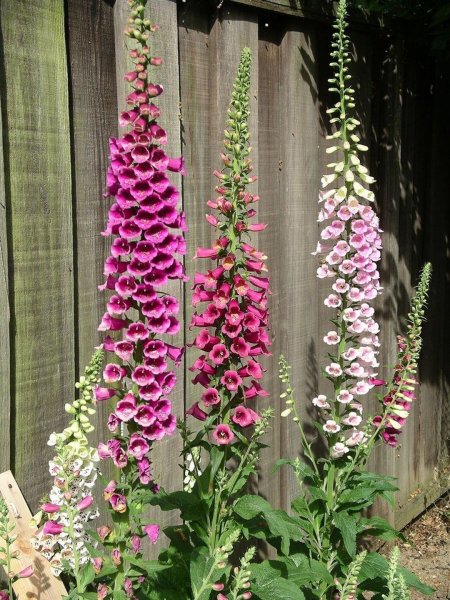 Наперстянка Foxglove