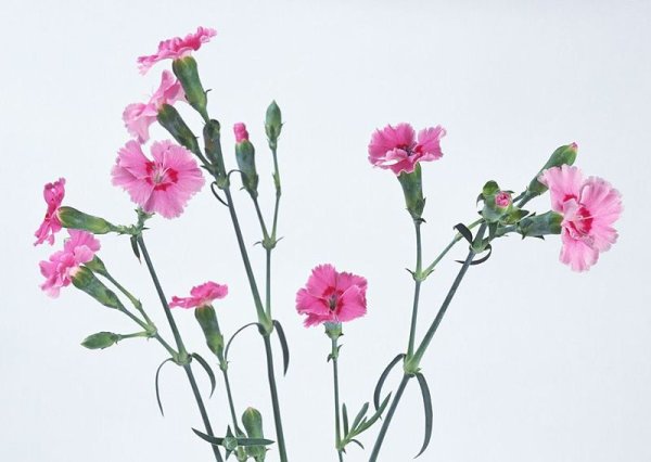 Digitalis mertonensis