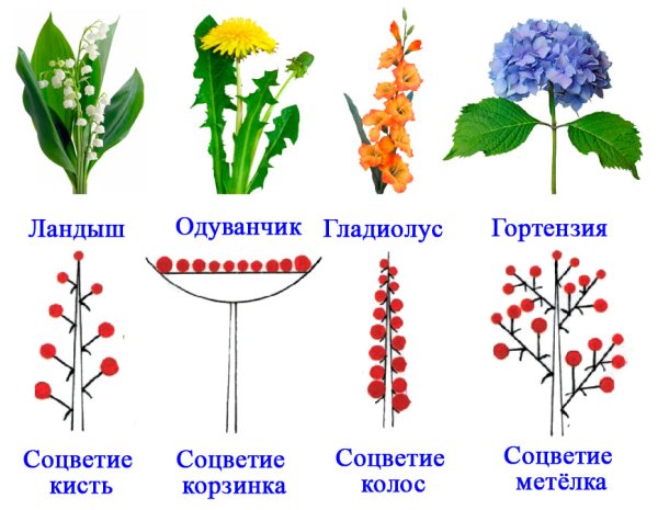Молочай колючий