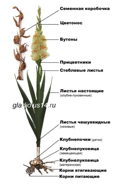 Люпин sshlossfrau