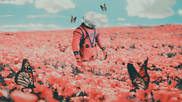 Фиолетовые бабочки Эстетика