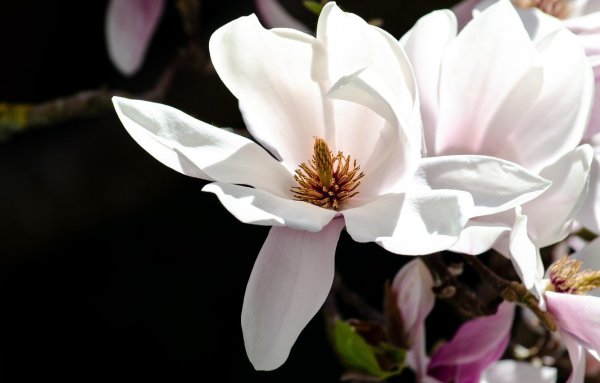 Магнолия (Magnolia)