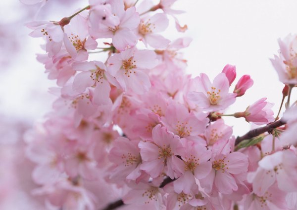 Sakura валлпаперс