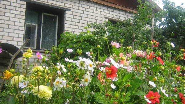 Георгины однолетки