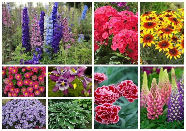 Антирринум / Antirrhinum