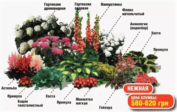 Целозия гребенчатая