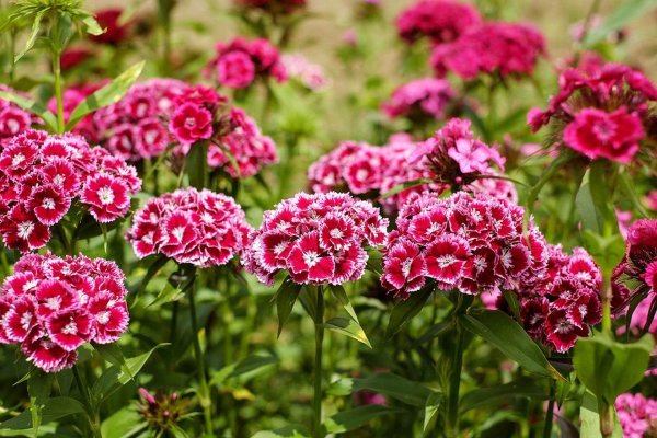 Высокорослые многолетние садовые цветы: фото и названия растений, советы по уходу