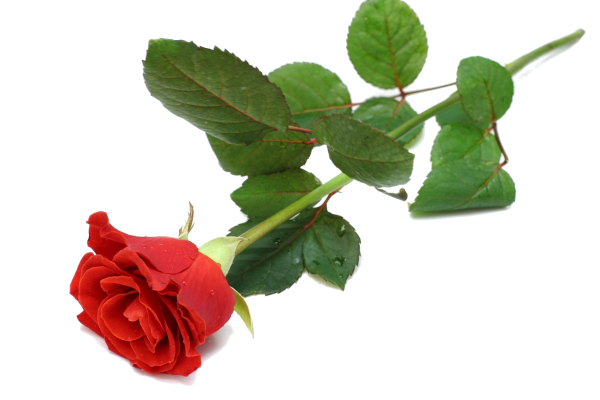 Цветы букет лежит PNG