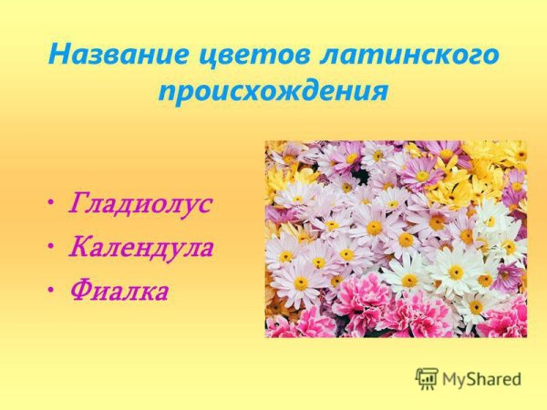 Латинские названия цветов