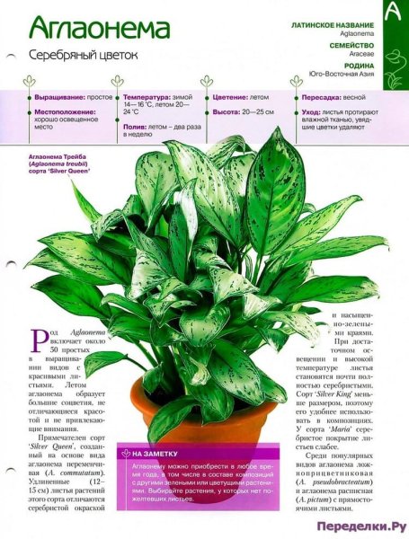 Паспорт комнатных растений аглаонема