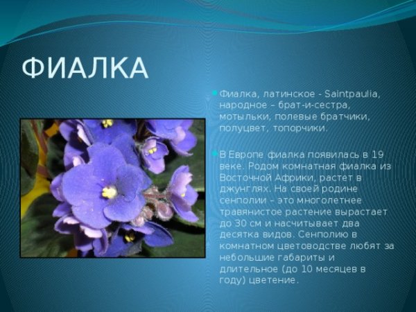 Рассказ о фиалке