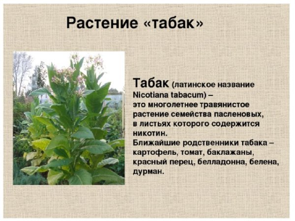 Табак махорка плод