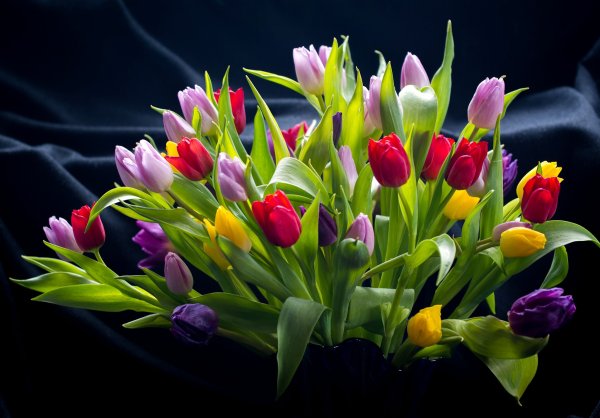 Фловерс Flowers цветы тюльпаны