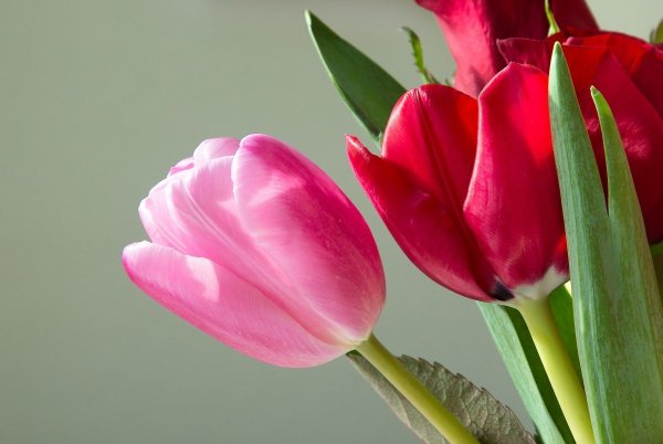 Тюльпан Bolroyal Pink