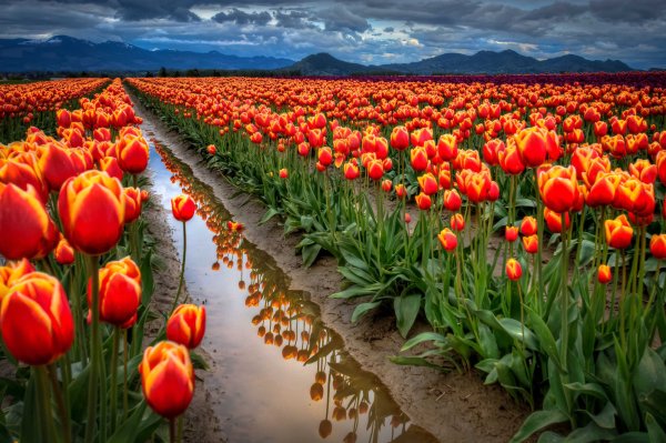Фловерс Flowers цветы тюльпаны