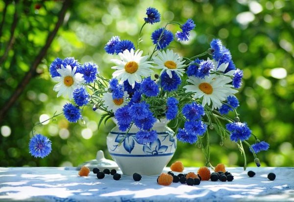 Флокс шиловидный Emerald Cushion Blue