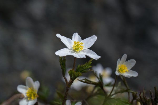 Ветреница Лесная macrantha