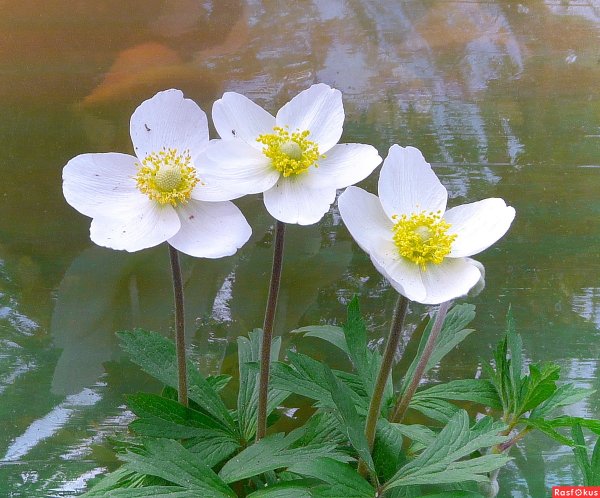 Ветреница (анемона) Лесная (Anemone Sylvestris)