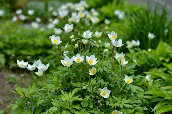 Анемона Лесная Anemone Sylvestris