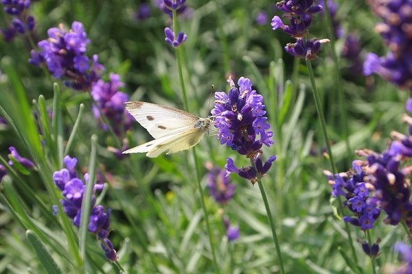 Lavandula papillon Lilac