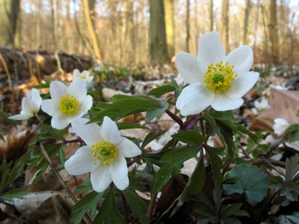 Ветреница Лесная (Anemone Sylvestris)