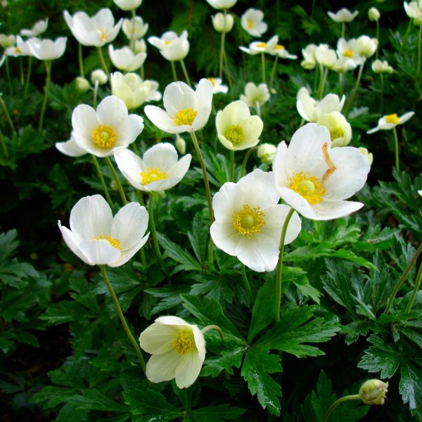 Ветреница Лесная (Anemone Sylvestris)