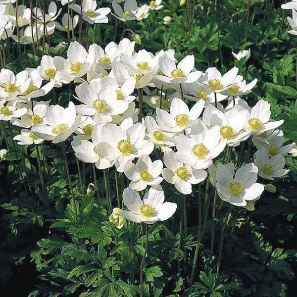 Ветреница Лесная (Anemone Sylvestris)
