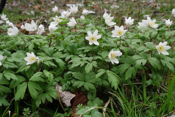Ветреница Дубравная (Anemone nemorosa)