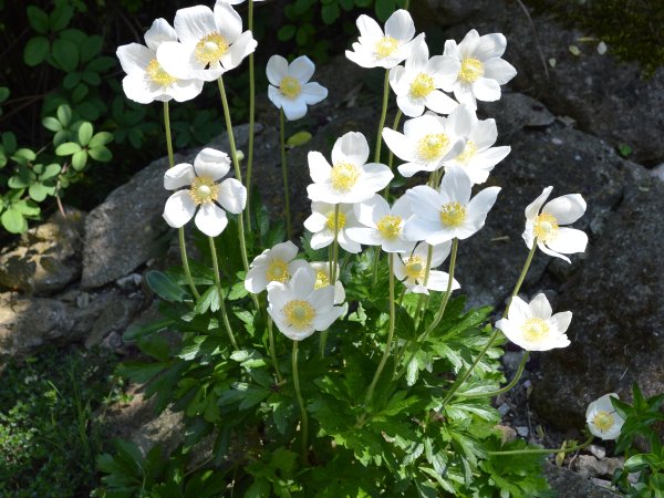 Ветреница Лесная (Anemone Sylvestris)