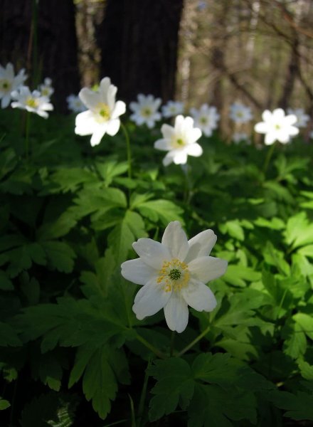Anemone nemorosa