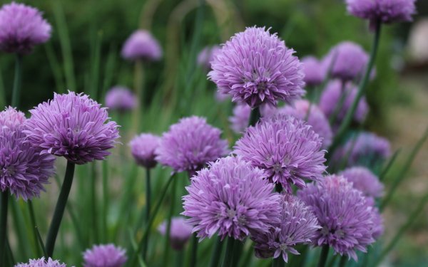 Фиолетовые полевые цветы ❤️ Best arts at витамин-п-байкальский.рф