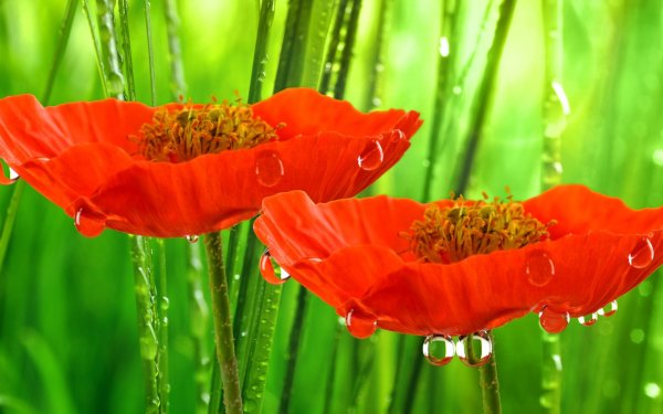 Природа цветы