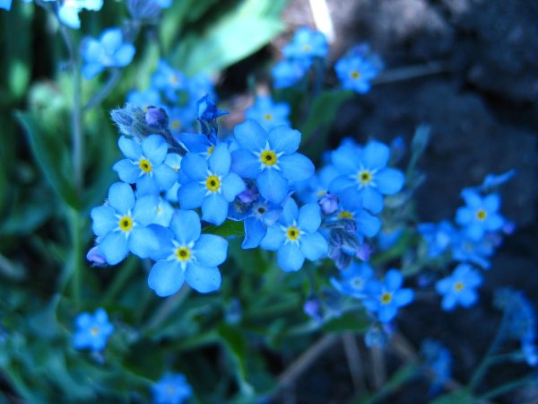 Незабудка Альпийская (Myosotis alpestris)