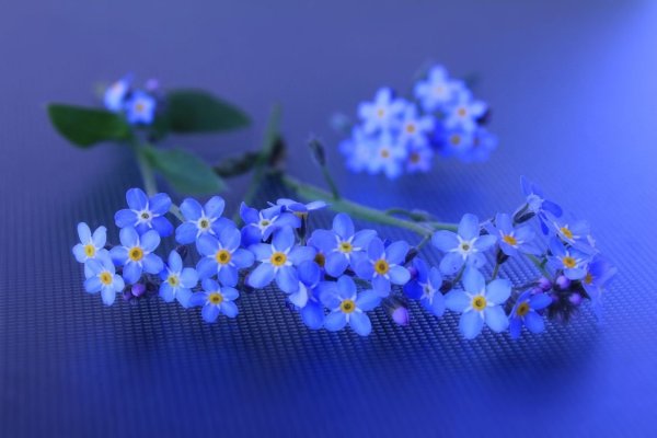 Алые незабудки