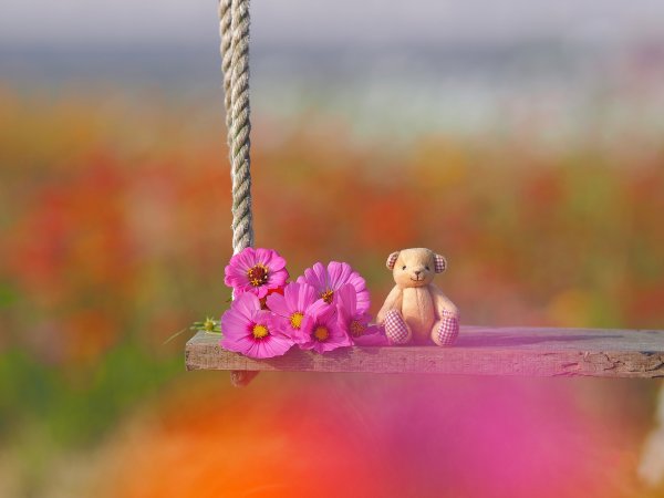 Яркие разноцветные цветы