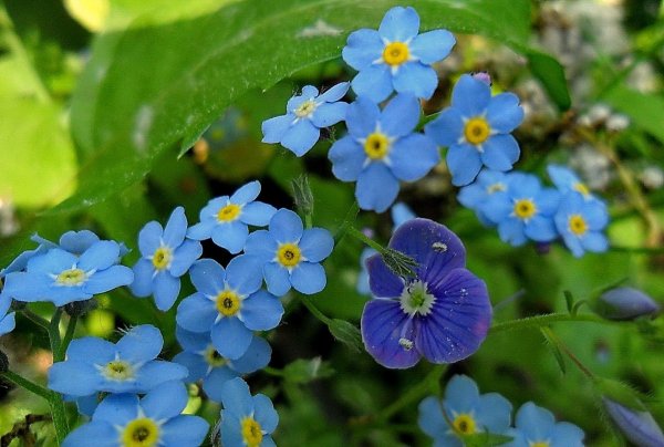Незабудка мелкоцветковая (Myosotis micrantha).