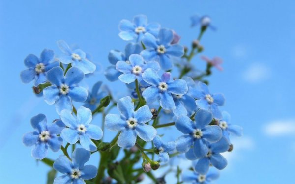 Небесно голубые цветы