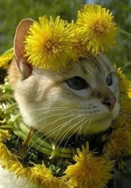 Котик в одуванчиках