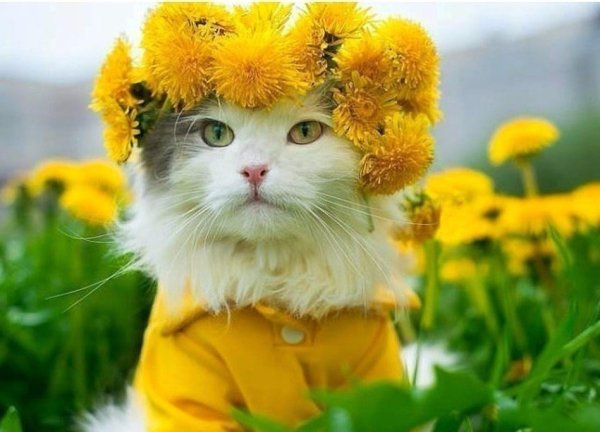 Улыбающийся цветок