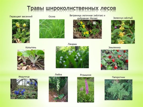 Травянистые растения леса