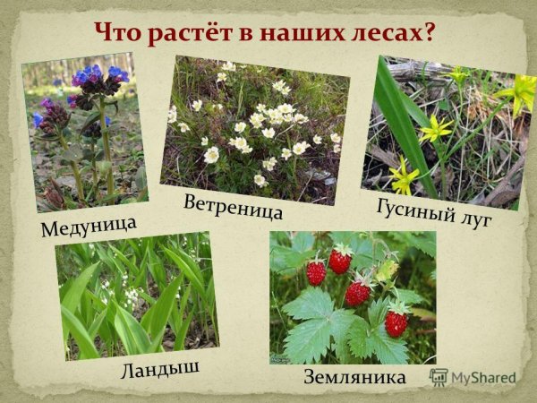 Растения которые растут в лесу