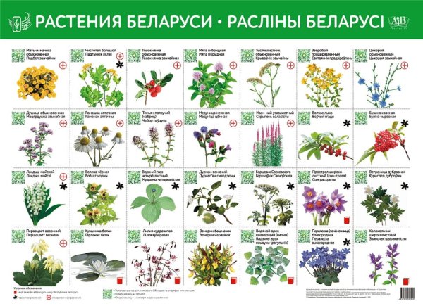 Растения Беларуси в картинках с названиями
