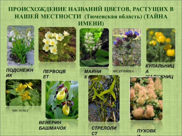 Растительный мир Тюменской области