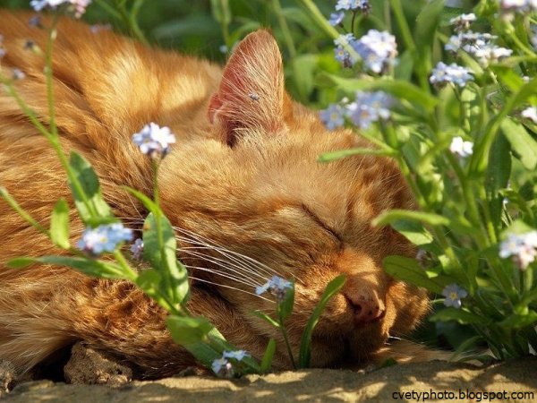 Рыжий котик в цветах