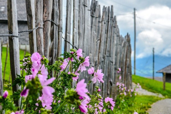 Цветы в деревне