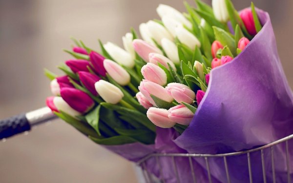 Фловерс Flowers цветы тюльпаны