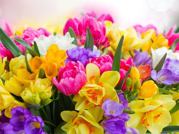 Фловерс Flowers цветы тюльпаны