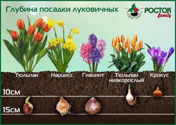 Таблица глубины посадки луковичных